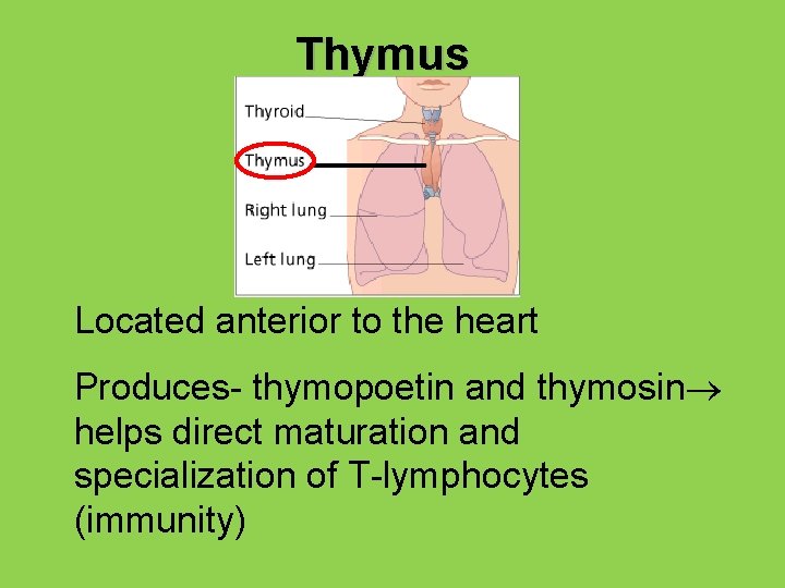 Thymus Located anterior to the heart Produces- thymopoetin and thymosin helps direct maturation and