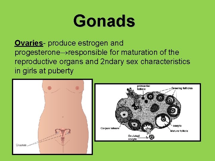 Gonads Ovaries- produce estrogen and progesterone responsible for maturation of the reproductive organs and
