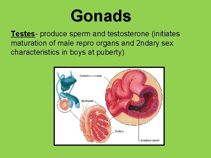 Gonads Testes- produce sperm and testosterone (initiates maturation of male repro organs and 2