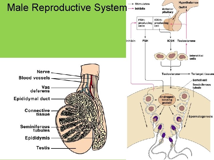 Male Reproductive System 