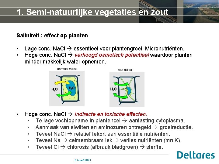 1. Semi-natuurlijke vegetaties en zout Saliniteit : effect op planten • • Lage conc.