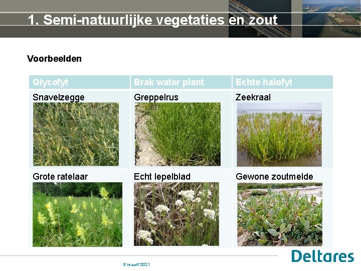 1. Semi-natuurlijke vegetaties en zout Voorbeelden Glycofyt Brak water plant Echte halofyt Snavelzegge Greppelrus