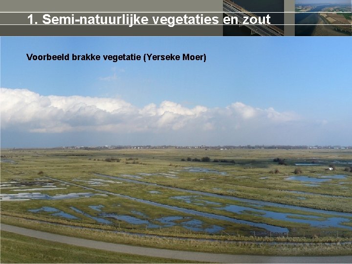 1. Semi-natuurlijke vegetaties en zout Voorbeeld brakke vegetatie (Yerseke Moer) 5 maart 2021 