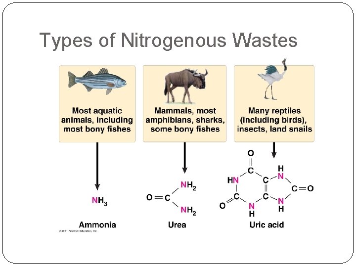 Ch 44 WarmUp 1 Draw and label the