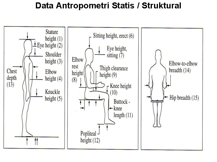 Data Antropometri Statis / Struktural 