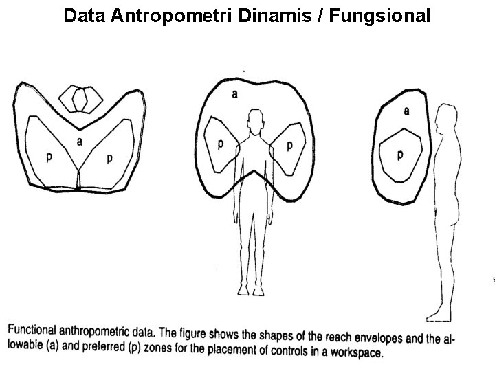 Data Antropometri Dinamis / Fungsional 