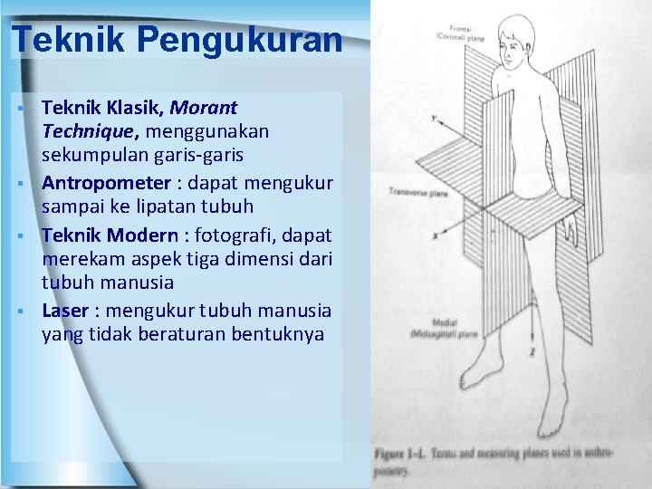 Teknik Pengukuran § § Teknik Klasik, Morant Technique, menggunakan sekumpulan garis-garis Antropometer : dapat