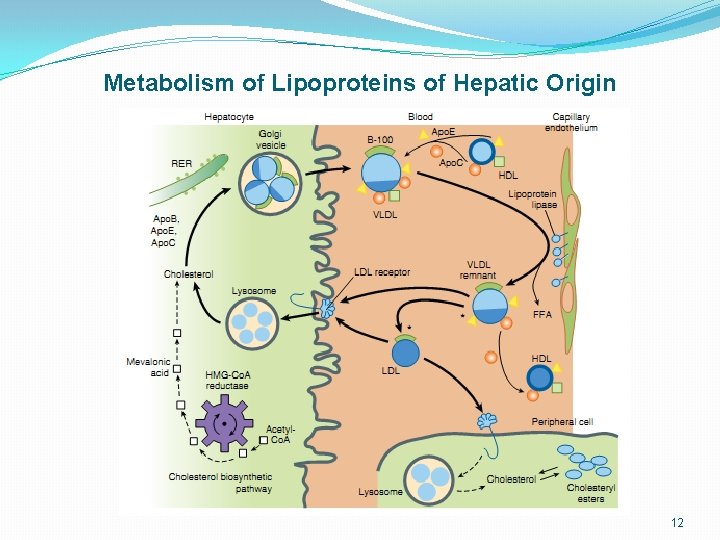Metabolism of Lipoproteins of Hepatic Origin 12 