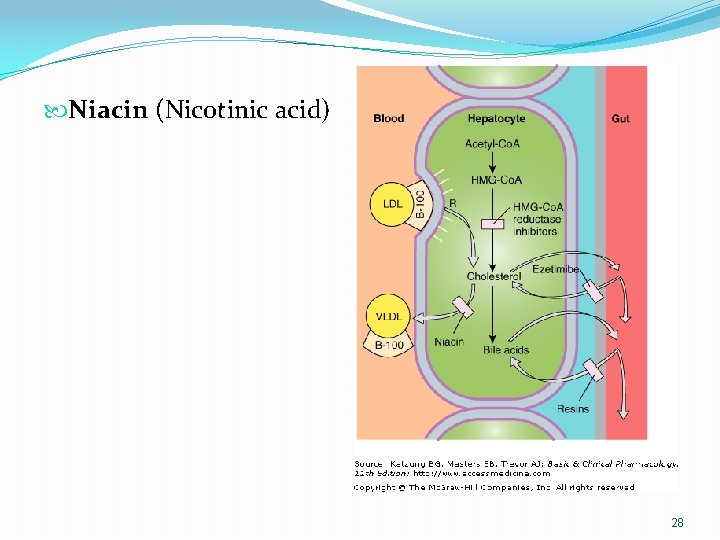  Niacin (Nicotinic acid) 28 