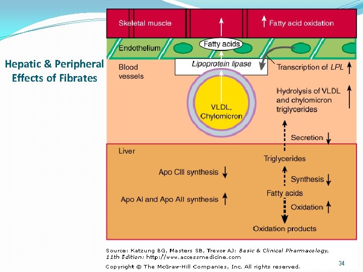 Hepatic & Peripheral Effects of Fibrates 34 