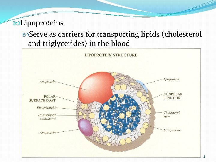  Lipoproteins Serve as carriers for transporting lipids (cholesterol and triglycerides) in the blood