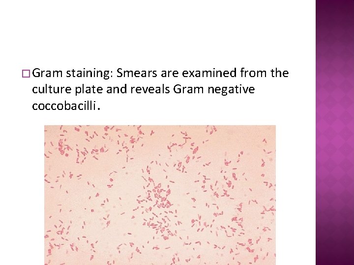� Gram staining: Smears are examined from the culture plate and reveals Gram negative