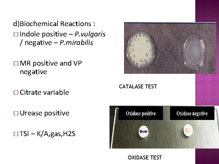 d)Biochemical Reactions : � Indole positive – P. vulgaris / negative – P. mirabilis