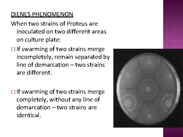 DIENES PHENOMENON When two strains of Proteus are inoculated on two different areas on