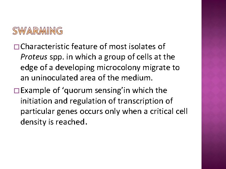 � Characteristic feature of most isolates of Proteus spp. in which a group of