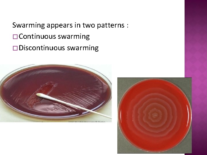 Swarming appears in two patterns : � Continuous swarming � Discontinuous swarming 