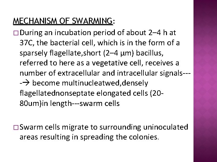 MECHANISM OF SWARMING: � During an incubation period of about 2– 4 h at