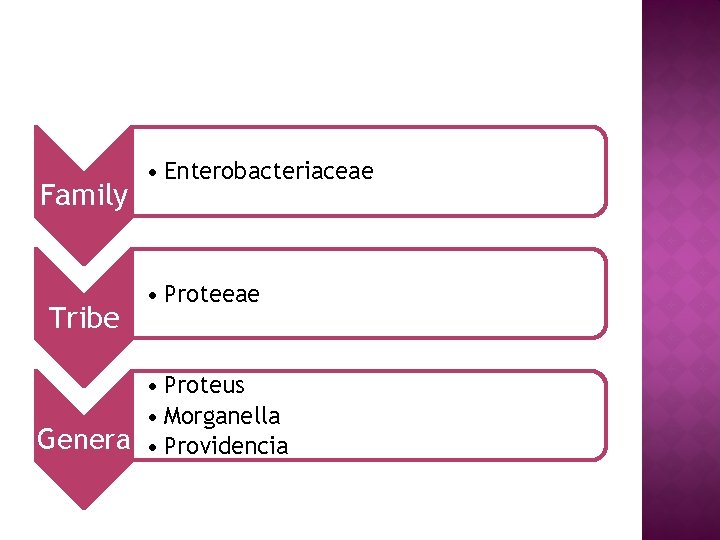 Family Tribe • Enterobacteriaceae • Proteus • Morganella Genera • Providencia 