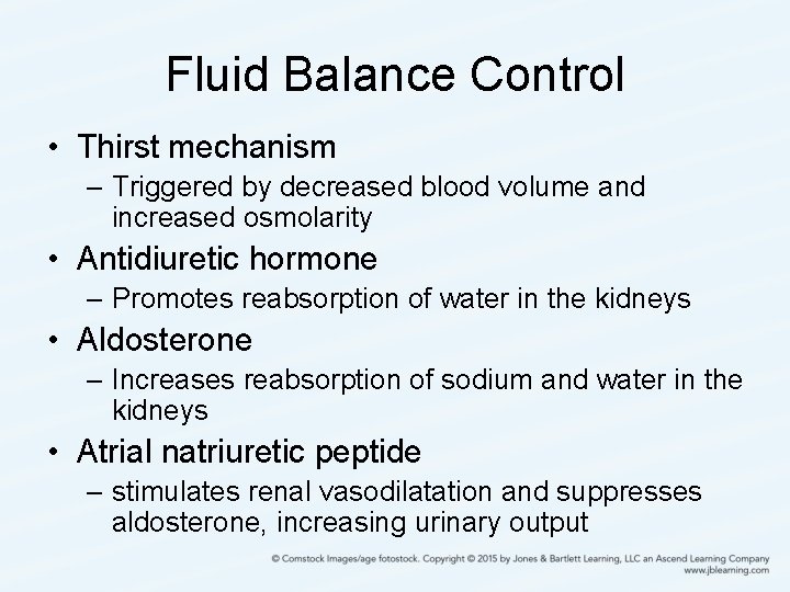 Fluid Balance Control • Thirst mechanism – Triggered by decreased blood volume and increased