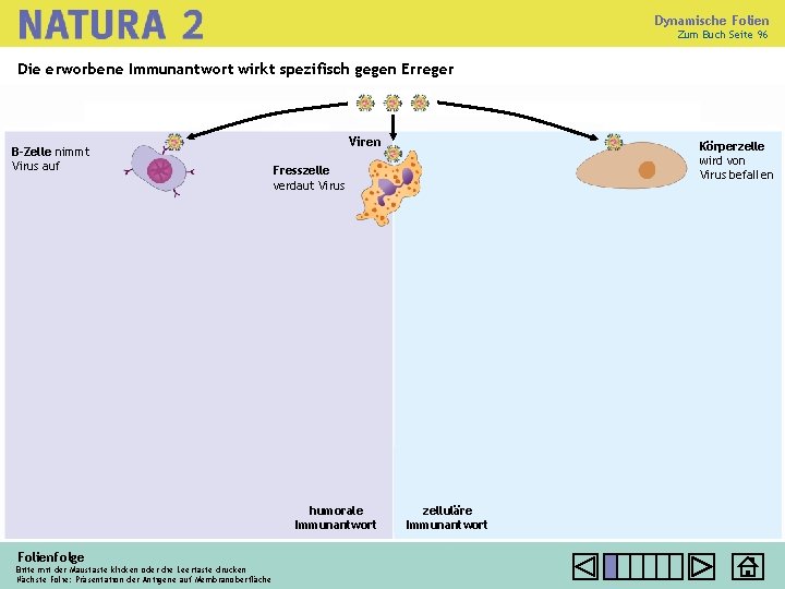 Dynamische Folien Zum Buch Seite 96 Die erworbene Immunantwort wirkt spezifisch gegen Erreger B-Zelle