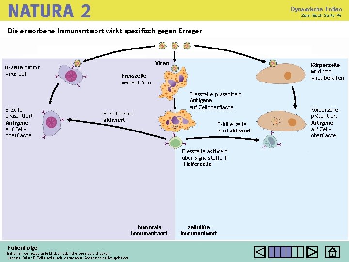 Dynamische Folien Zum Buch Seite 96 Die erworbene Immunantwort wirkt spezifisch gegen Erreger B-Zelle