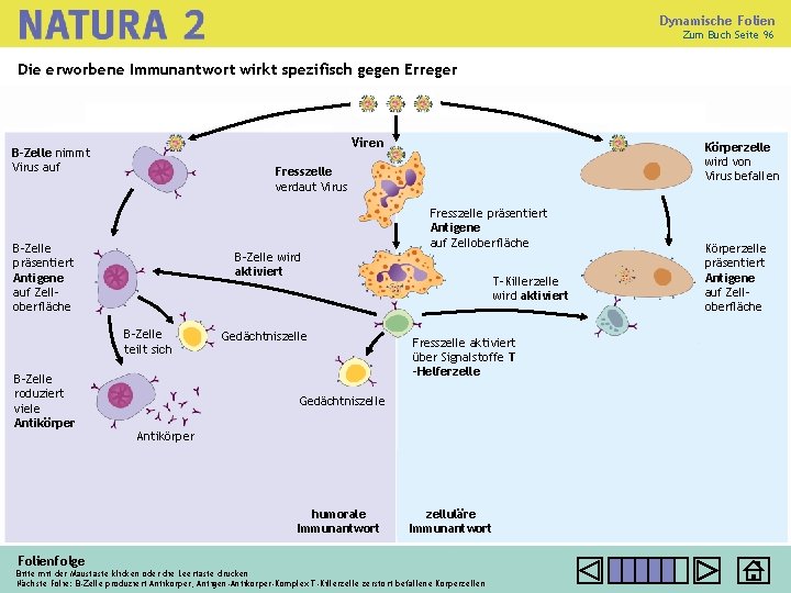 Dynamische Folien Zum Buch Seite 96 Die erworbene Immunantwort wirkt spezifisch gegen Erreger Viren