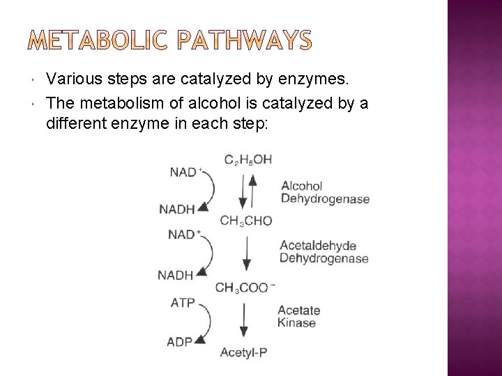  Various steps are catalyzed by enzymes. The metabolism of alcohol is catalyzed by