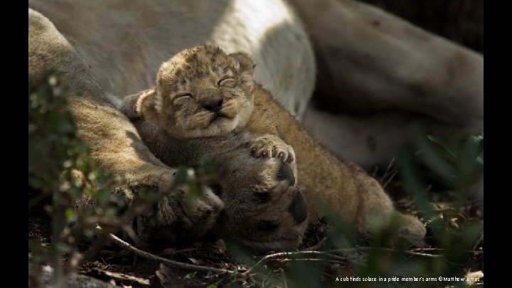 A cub finds solace in a pride member's arms ©Matthew James 