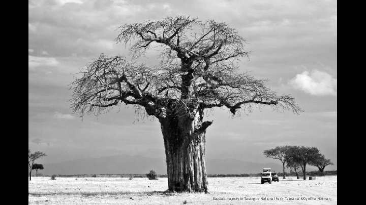 Baobab majesty in Tarangire National Park, Tanzania ©Cynthia Norman 