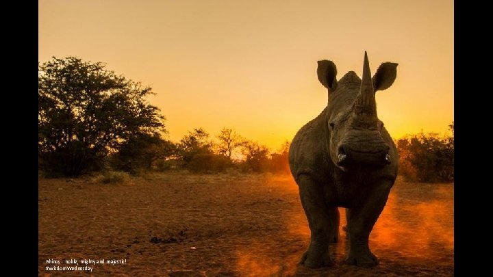 Rhinos - noble, mighty and majestic! #Wisdom. Wednesday 