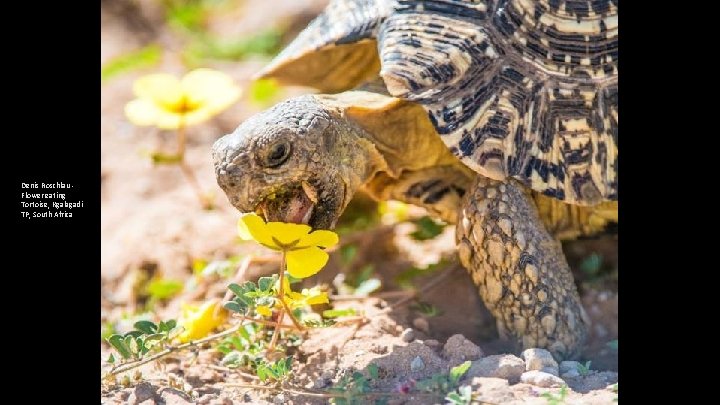 Denis Roschlau - Flower eating Tortoise, Kgalagadi TP, South Africa 