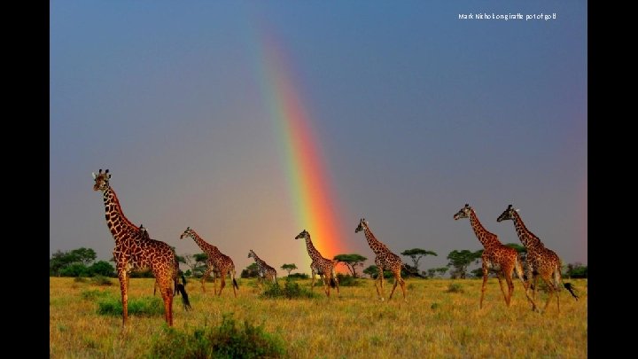 Mark Nicholson-giraffe pot of gold 