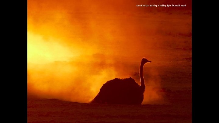 Ostrich dust-bathing in fading light ©Gerald Raath 