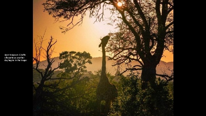 Sean Ferguson -Giraffe silhouette as another day begins in the Kruger 