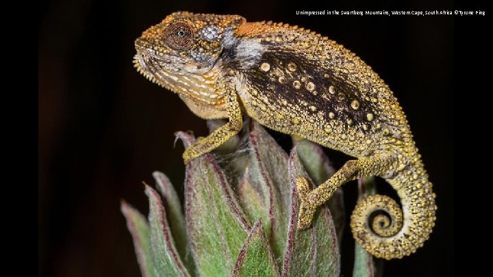 Unimpressed in the Swartberg Mountains, Western Cape, South Africa ©Tyrone Ping 