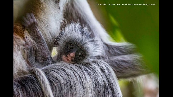 Felix Bartelke - the face of hope - Jozani Chwaka-Bay National Park, Tansania 