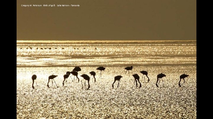 Gregory M. Peterson - Birds of gold - Lake Natron – Tanzania 