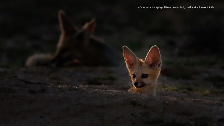 A Cape fox in the Kgalagadi Transfrontier Park, South Africa ©Johan J Botha 