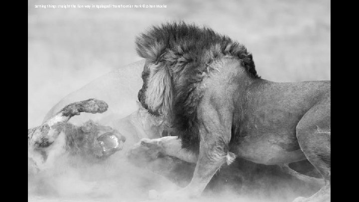 Setting things straight the lion way in Kgalagadi Transfrontier Park ©Johan Mocke 