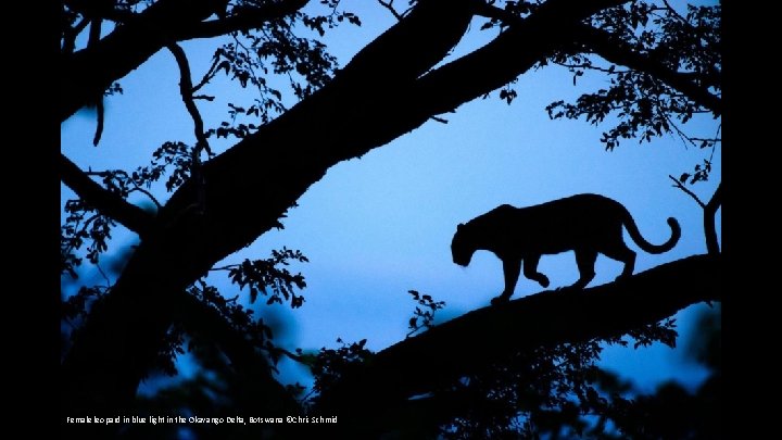 Female leopard in blue light in the Okavango Delta, Botswana ©Chris Schmid 