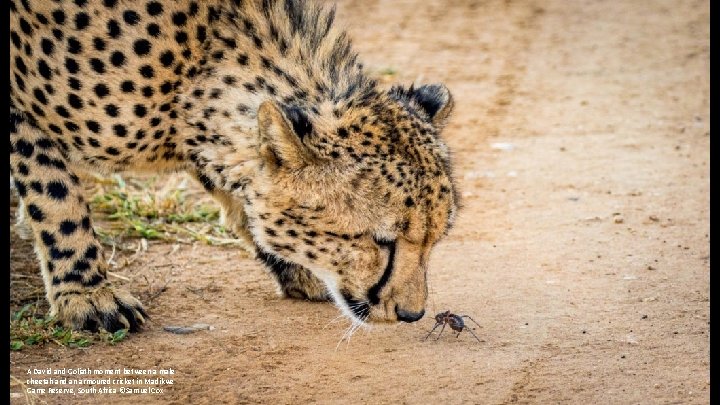 A David and Goliath moment between a male cheetah and an armoured cricket in