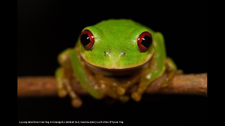 A young Natal forest tree frog in i. Simangaliso Wetland Park, Kwa. Zulu-Natal, South