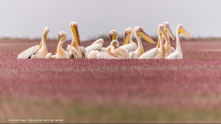 Anna-Mart Kruger - Pelican group, Walvis Bay, Namibia 