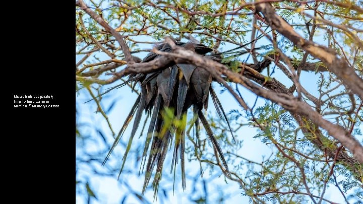 Mousebirds desperately tring to keep warm in Namibia ©Memory Coetzee 