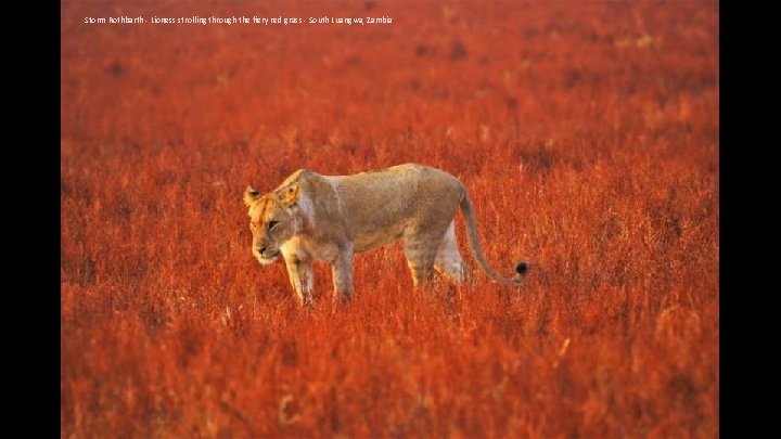Storm Rothbarth - Lioness strolling through the fiery red grass - South Luangwa, Zambia