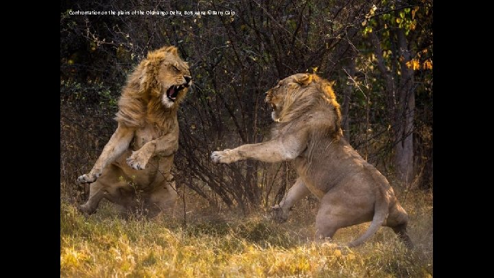 Confrontation on the plains of the Okavango Delta, Botswana ©Barry Cain 