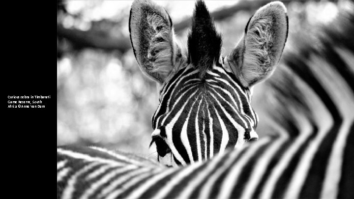 Curious zebra in Timbavati Game Reserve, South Africa ©Anne Van Dam 