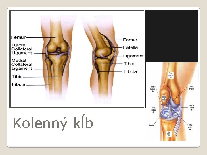 Kolenný kĺb 