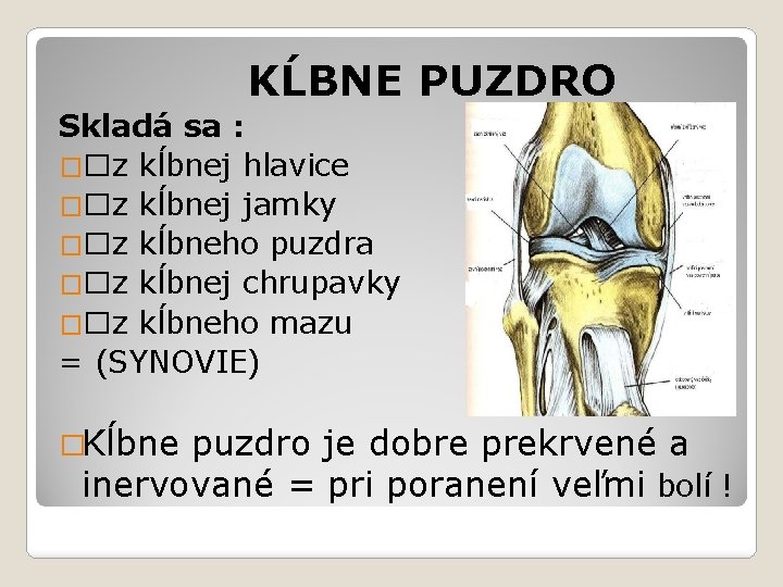 KĹBNE PUZDRO Skladá sa : ��z kĺbnej hlavice ��z kĺbnej jamky ��z kĺbneho puzdra