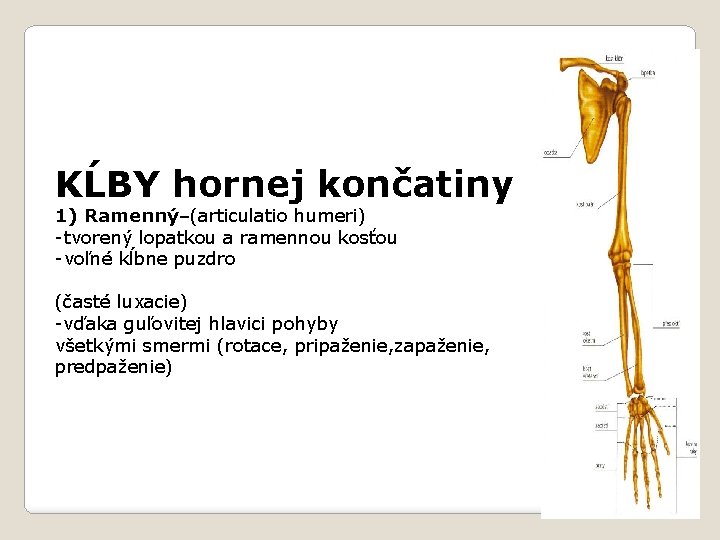 KĹBY hornej končatiny 1) Ramenný–(articulatio humeri) -tvorený lopatkou a ramennou kosťou -voľné kĺbne puzdro